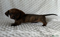 Miniature Dachshund dogs for sale: Champion lines mini Daschund last brindle boy  - Image 11