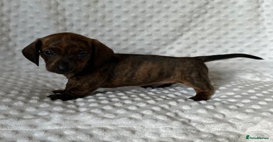 Miniature Dachshund dogs - Advert 4