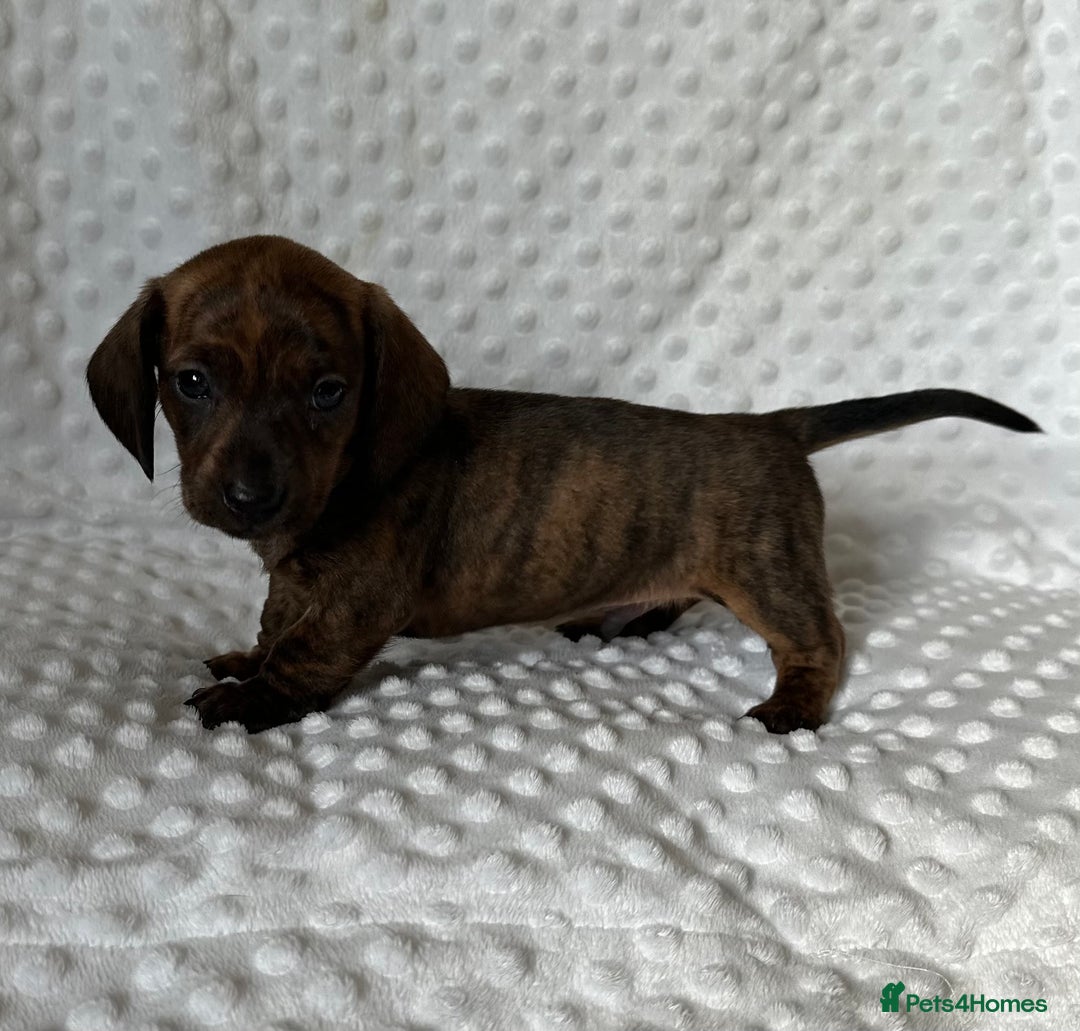 Miniature Dachshund dogs for sale: Champion lines mini Daschund last brindle boy  - Image 11