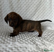 Miniature Dachshund dogs - Advert 11