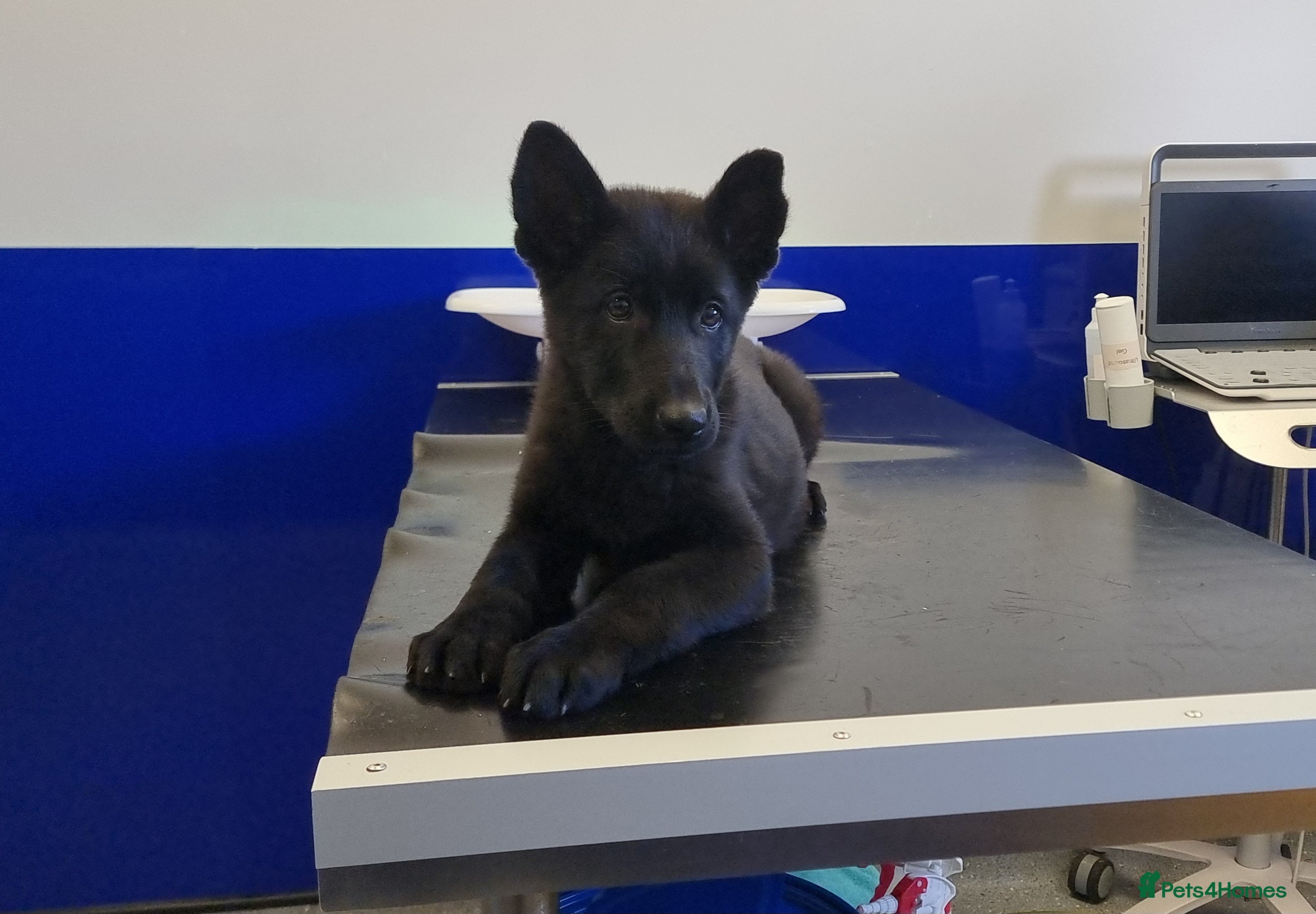German Shepherd dogs German Shepherd Puppies - Advert 14