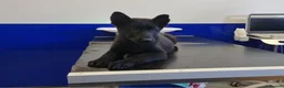 German Shepherd dogs for sale: German Shepherd Puppies - Advert 1