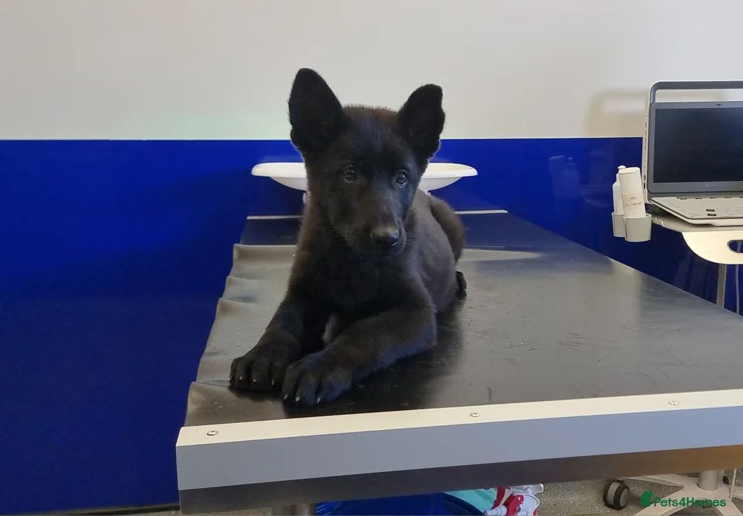 German Shepherd dogs for sale: German Shepherd Puppies - Advert 1