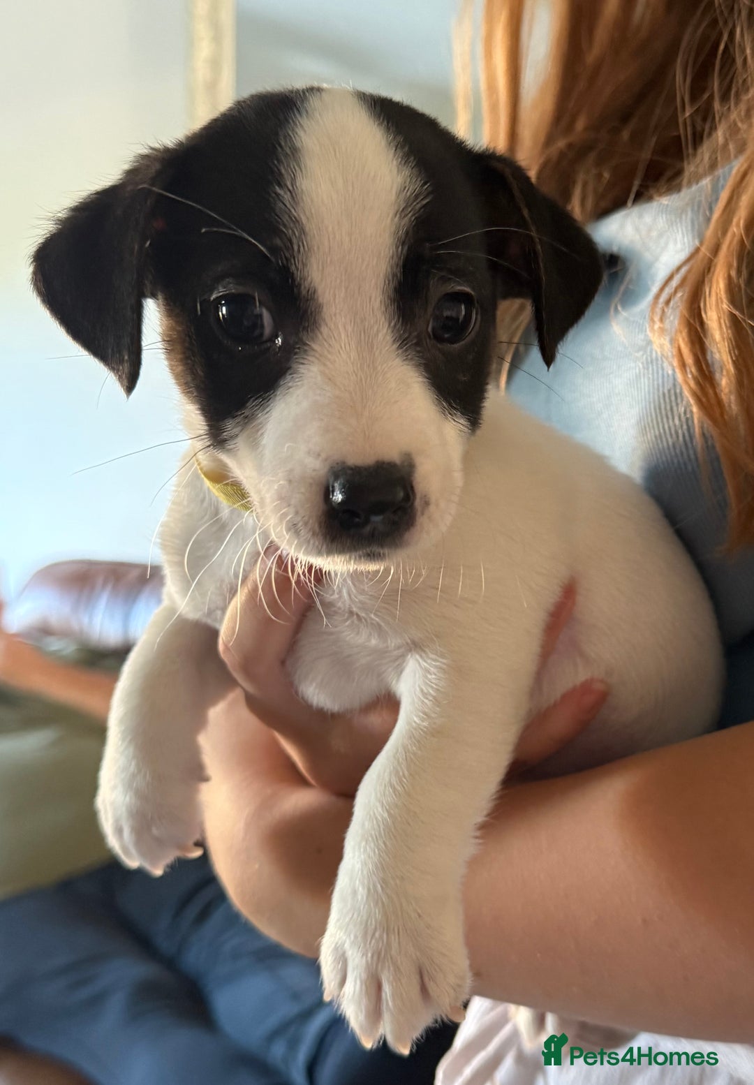 Jack Russell dogs for sale: Jack Russell  - Image 4