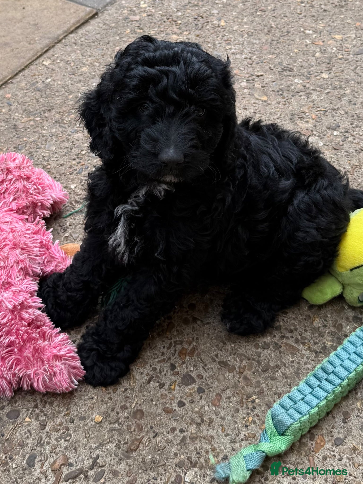 Australian Labradoodle dogs READY 1 girls 2 boy  AUSTRALIAN LABRADOODLE  - Advert 12