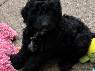 Australian Labradoodle dogs READY 1 girls 2 boy AUSTRALIAN LABRADOODLE - Advert 8