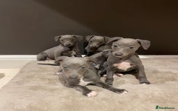 Whippet dogs for sale: 6 gorgeous blue whippet puppies  - Image 22