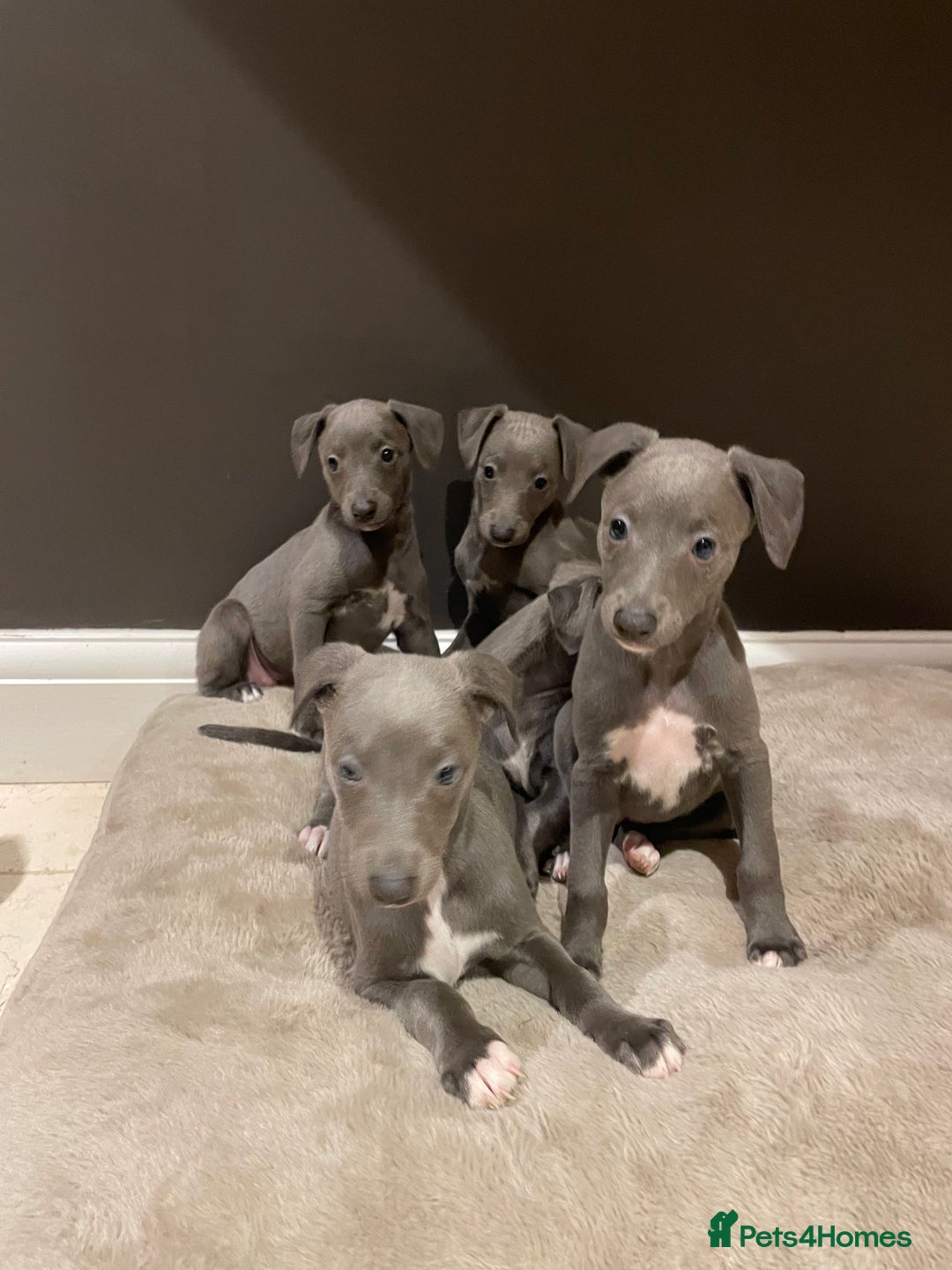 Whippet dogs for sale: 6 gorgeous blue whippet puppies  - Image 22