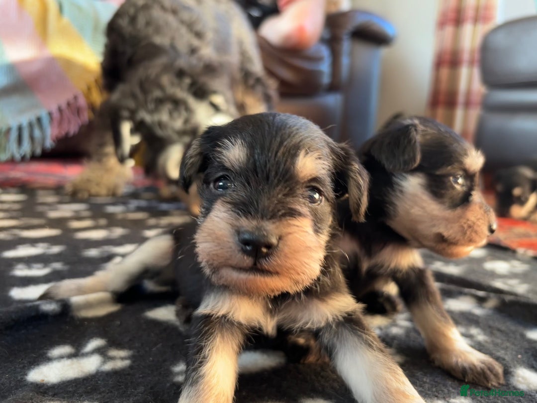Miniature Schnauzer dogs for sale: Beautiful Miniature Schnauzer puppies - Image 1