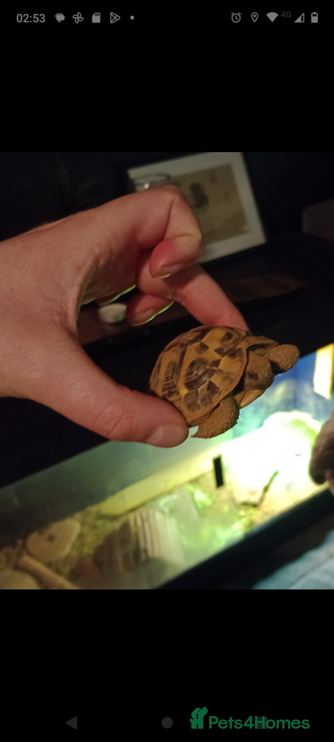 Hermann Tortoise reptiles for sale: Hermann Tortoise  - Advert 2