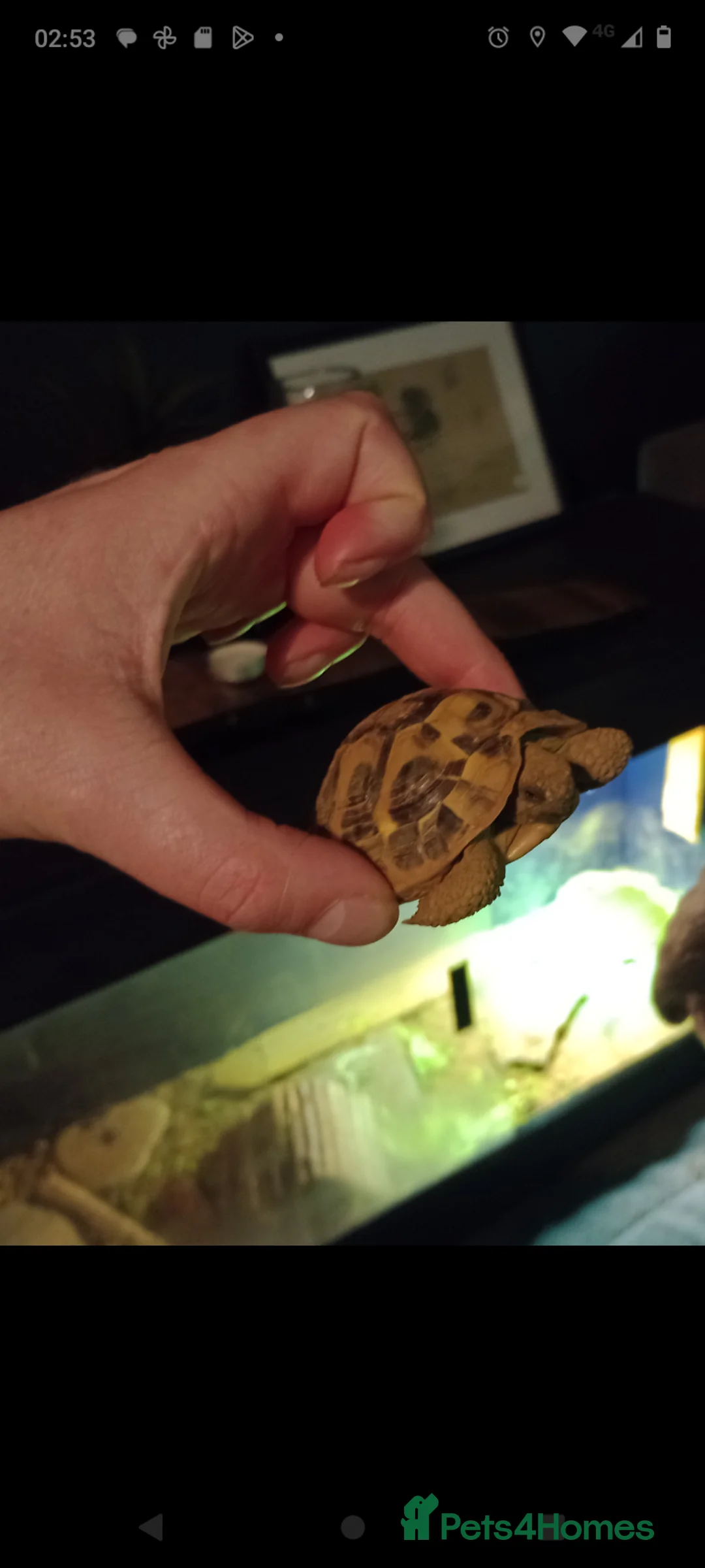 Hermann Tortoise reptiles for sale: Hermann Tortoise  - Advert 2