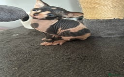 Sphynx cats for sale: Amazing colour Sphynx - Image 22