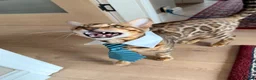 Bengal cats for sale: F3 Bengal glitter coat  in Nottingham - Advert 1