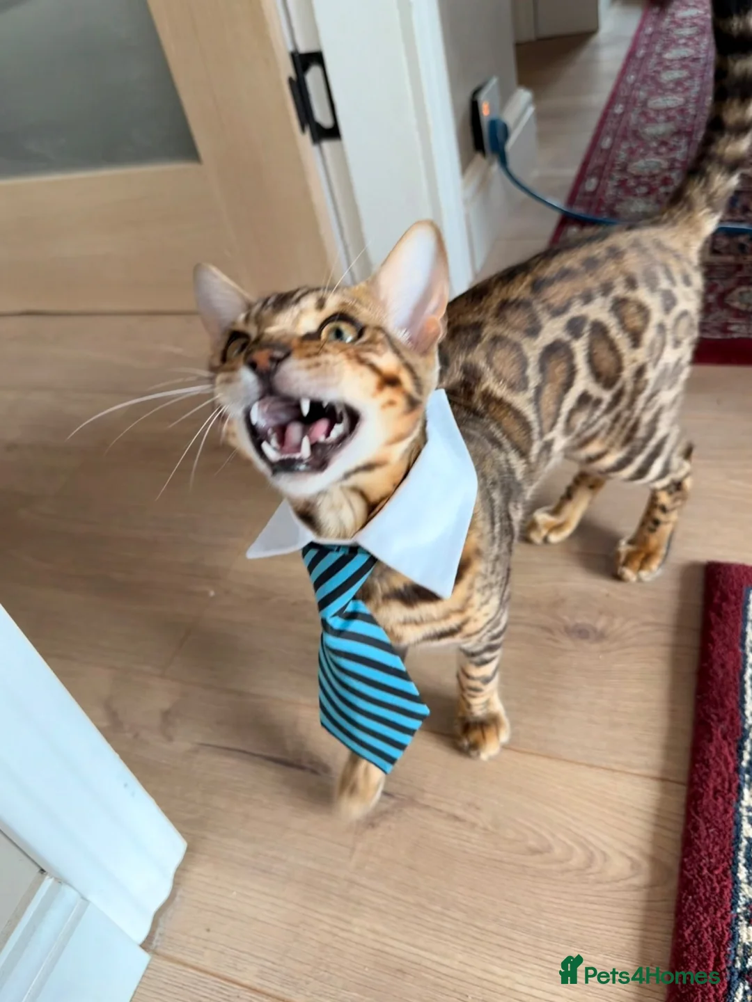 Bengal cats for sale: F3 Bengal glitter coat  in Nottingham - Advert 1