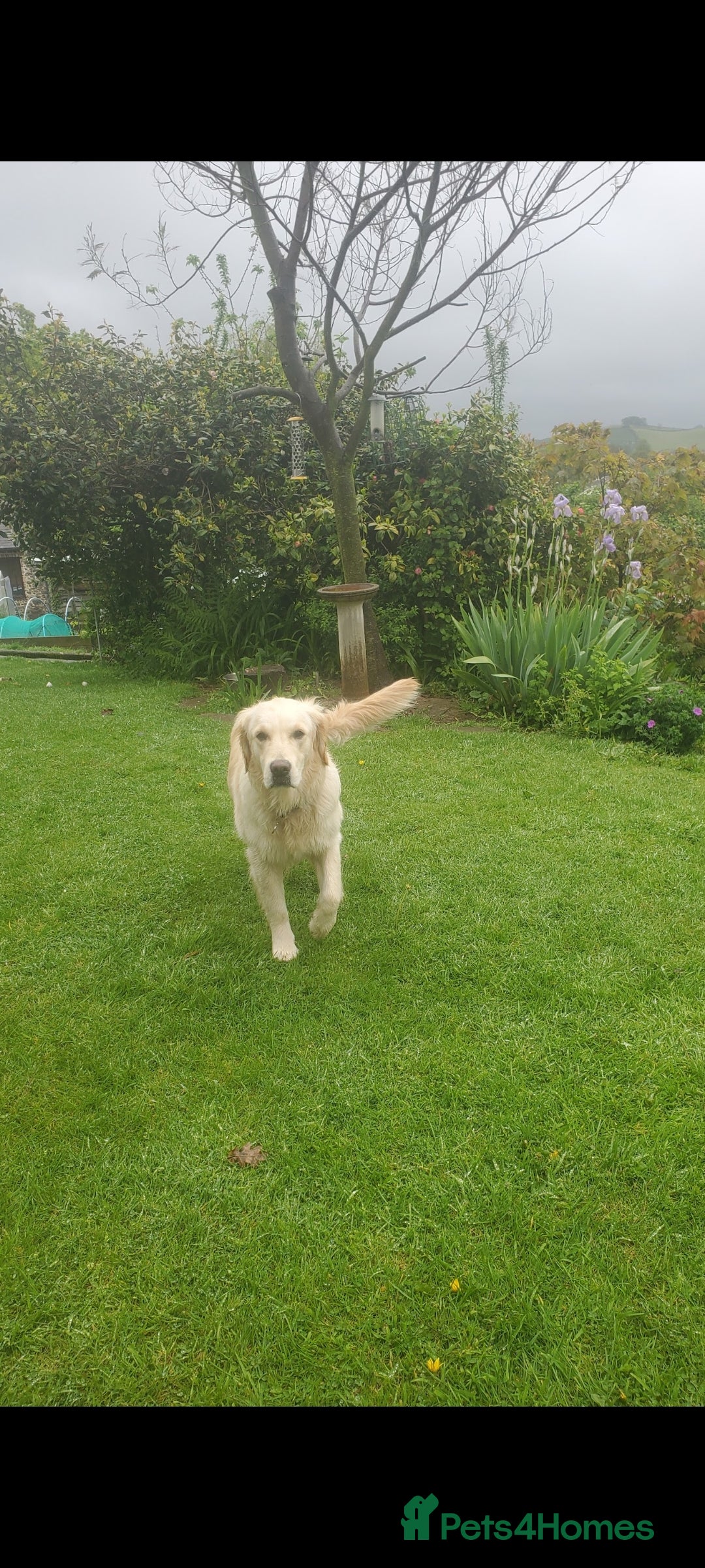 Golden Retriever dogs for sale: Beautiful Golden Retrievers from therapy line - Image 9