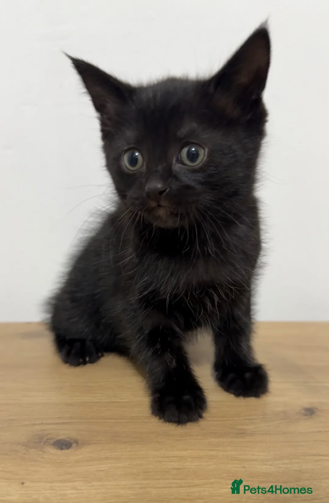 Mixed Breed cats for sale: Soya, a male black long haired kitten.  - Advert 1