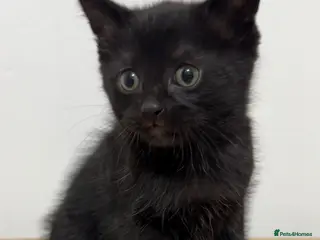 Mixed Breed cats Soya, a male black long haired kitten. - Advert 1