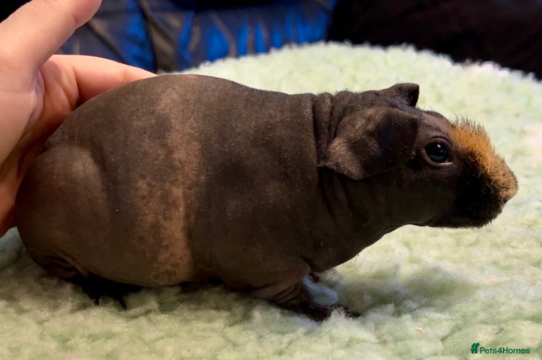 Guinea Pig rodents for sale: Gorgeous Male Skinny Pig  - Advert 3