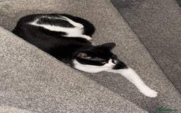 Mixed Breed cats for sale: 4 gorgeous black striped kittens - Image 7