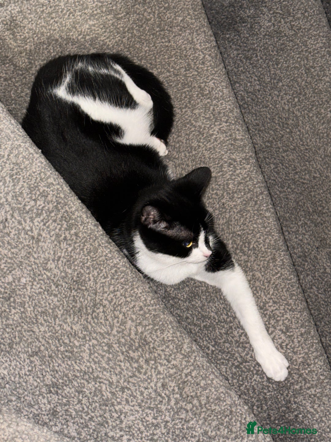 Mixed Breed cats for sale: 4 gorgeous black striped kittens - Image 7