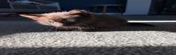 Mixed Breed cats for sale: 3 kittens for sale  - Advert 28
