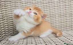 British Shorthair cats for sale: Stunning British Shorthair Kittens  - Image 9