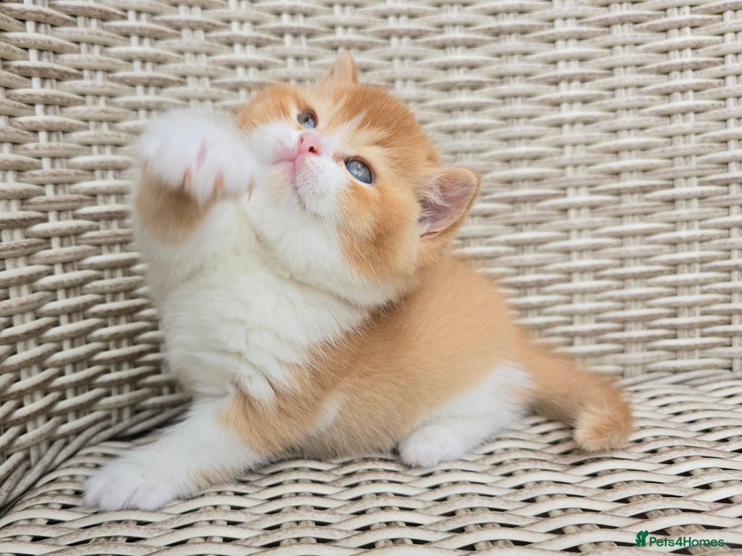 British Shorthair cats for sale: Stunning British Shorthair Kittens  - Image 9