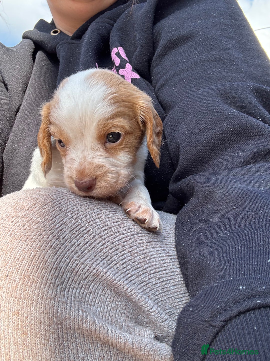 Cocker Spaniel dogs for sale: Cocker Spaniel Puppies ready 22nd October  - Image 13