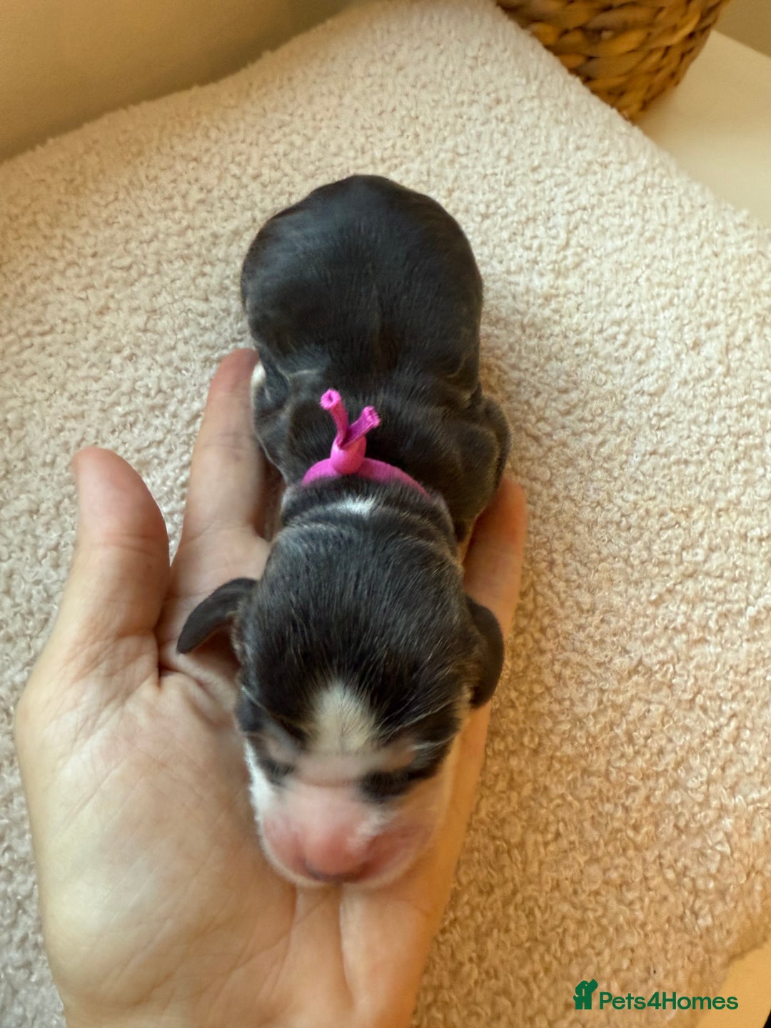 Cocker Spaniel dogs for sale: Exceptional pedigree KC champion show Cockers.  - Image 21