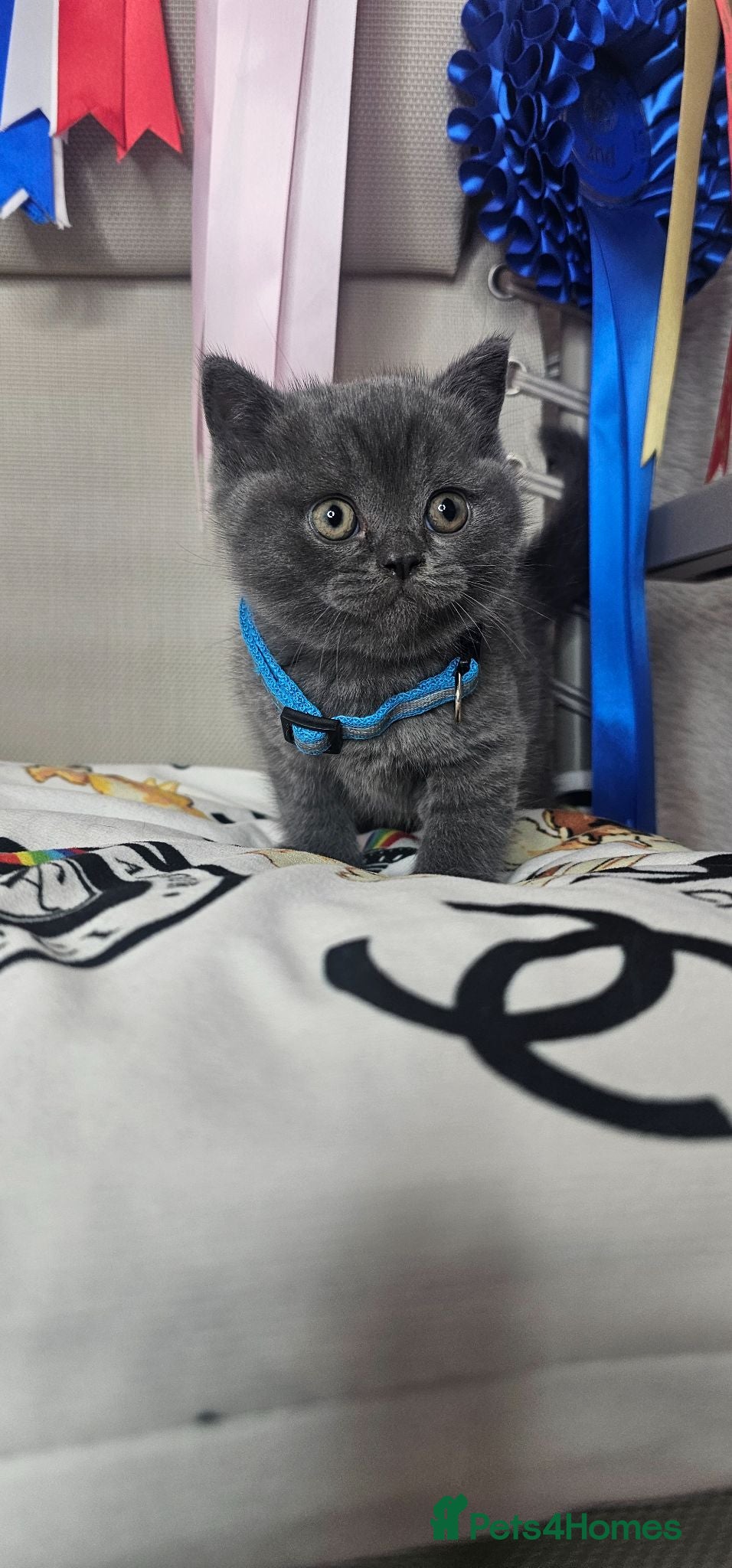 British Shorthair cats Bsh Chunky Kittens🐱 - Advert 1