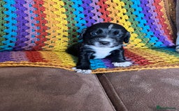 Cocker Spaniel dogs for sale: Outstanding Cocker Spaniel Puppies for Sale.  - Image 1
