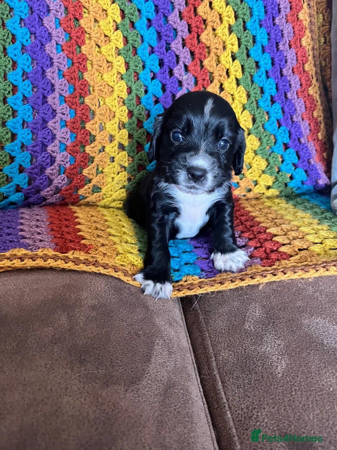 Cocker Spaniel dogs for sale: Outstanding Cocker Spaniel Puppies for Sale.  - Image 1