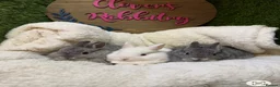 Netherland Dwarf rabbits for sale: PedigreeNetherland dwarfs and Mini Lops available - Advert 13