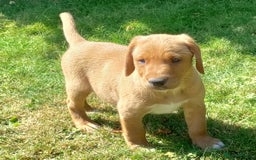 Labrador Retriever dogs for sale: Labrador pups for sale ready now!! - Image 7