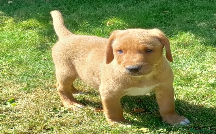 Labrador Retriever dogs - Advert 1