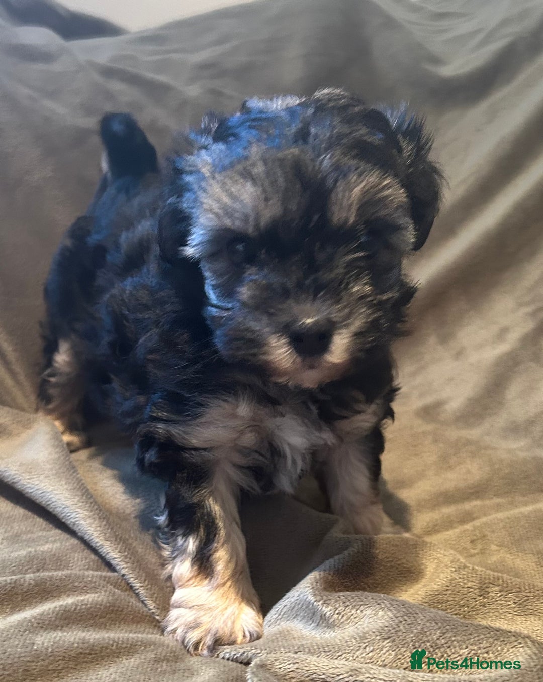 Maltipoo dogs for sale: Maltipoo puppies - Advert 5