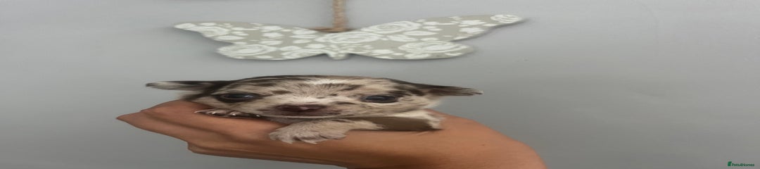 Chihuahua Puppy 4