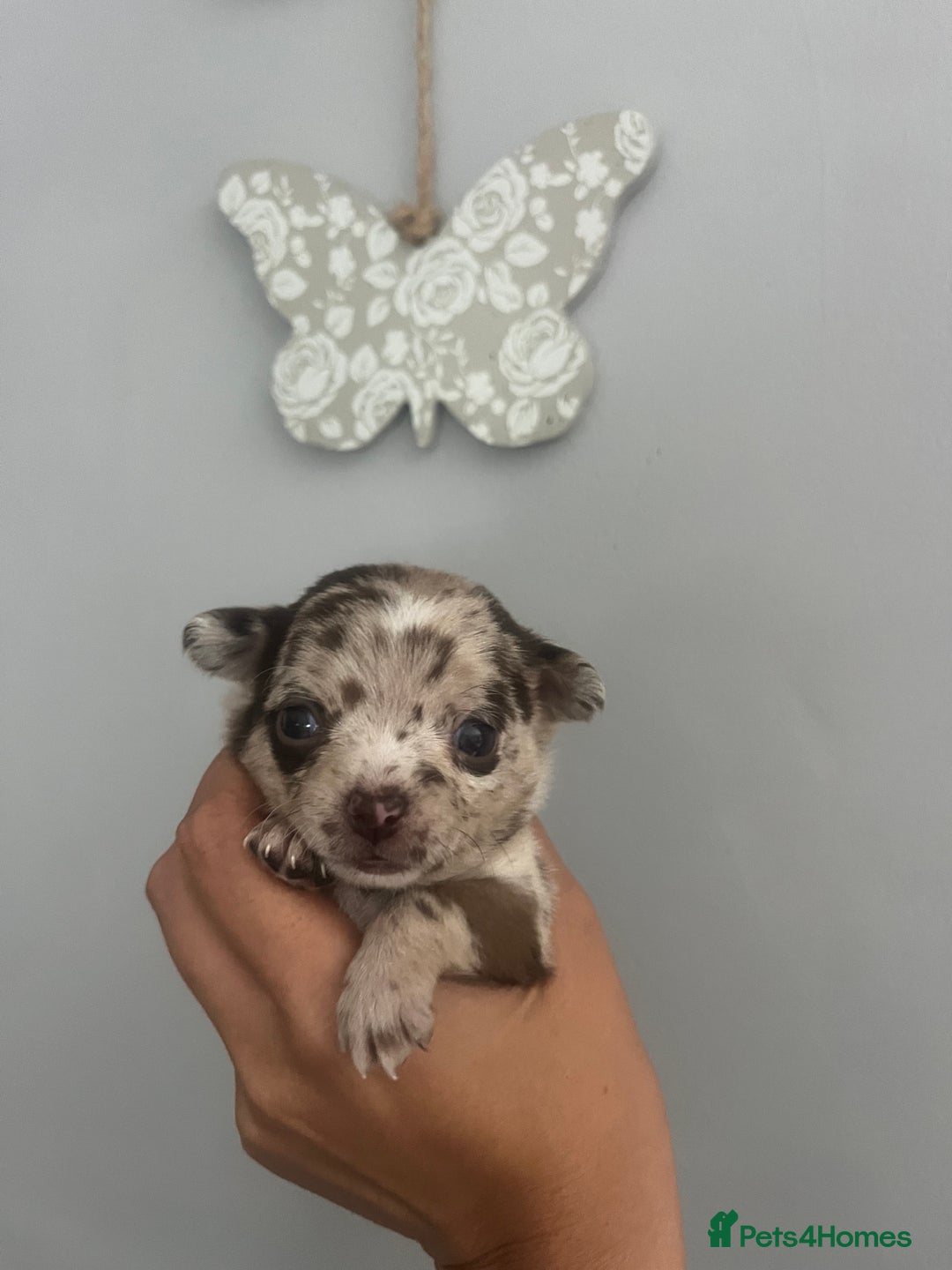 Chihuahua dogs for sale: Beautiful Merle chihuahua pups  - Image 5