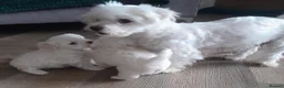 Maltese dogs for sale: Outstanding Pedigree Maltese puppets for sale - Advert 5