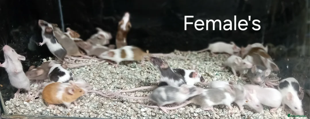 Mouse rodents for sale: Baby Fancy Pet mice , Males and Females - Advert 8