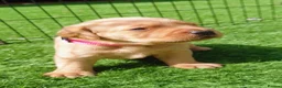 Labrador Retriever dogs for sale: Beautiful KC Registered Fox Red Labrador Puppies - Advert 5