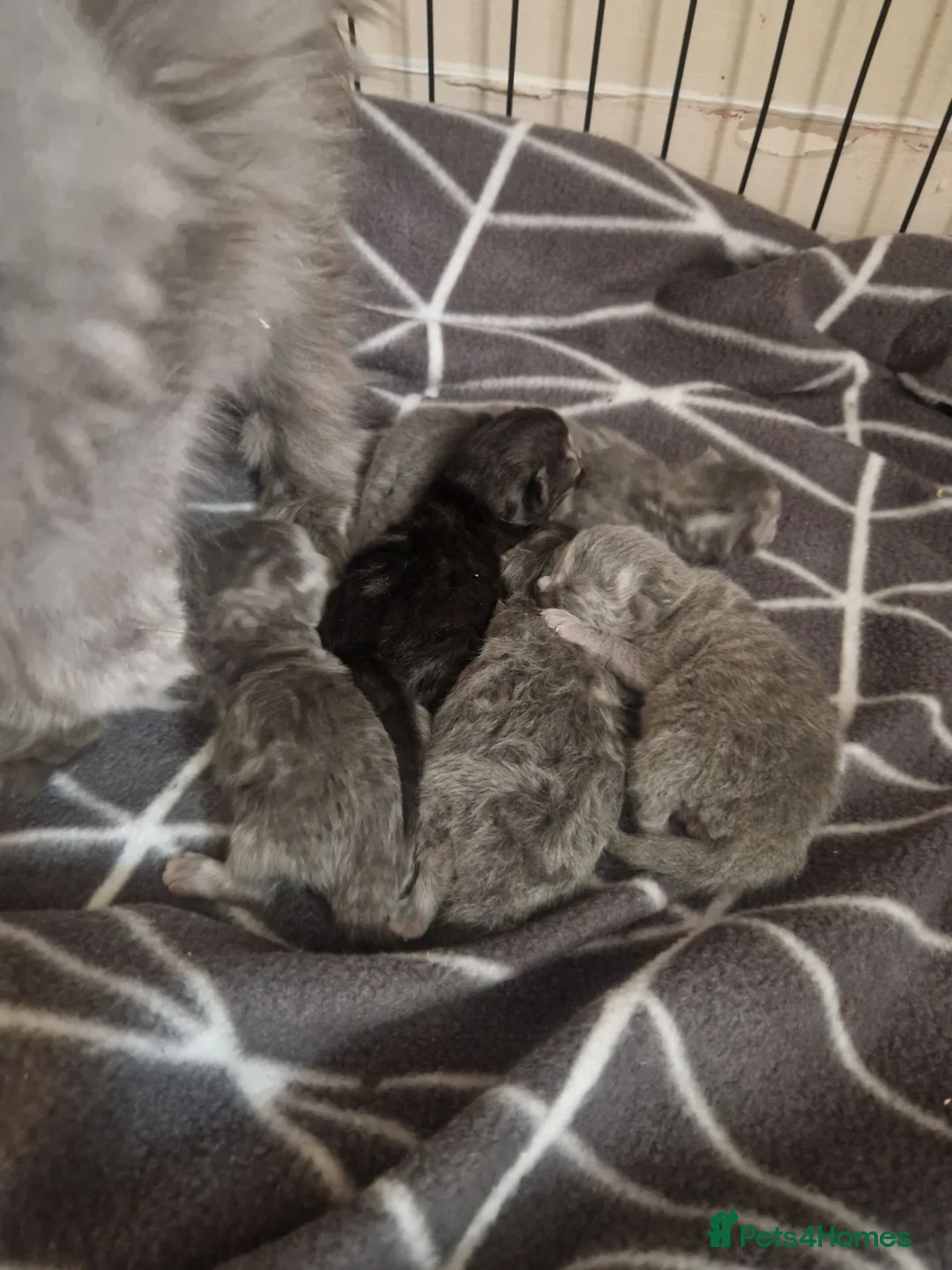Mixed Breed cats for sale: Persian/chinchilla  - Advert 11