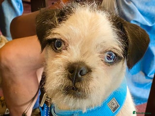 Pugapoo dogs Pugapoo, gorgeous panda pug boy for stud - Advert 8