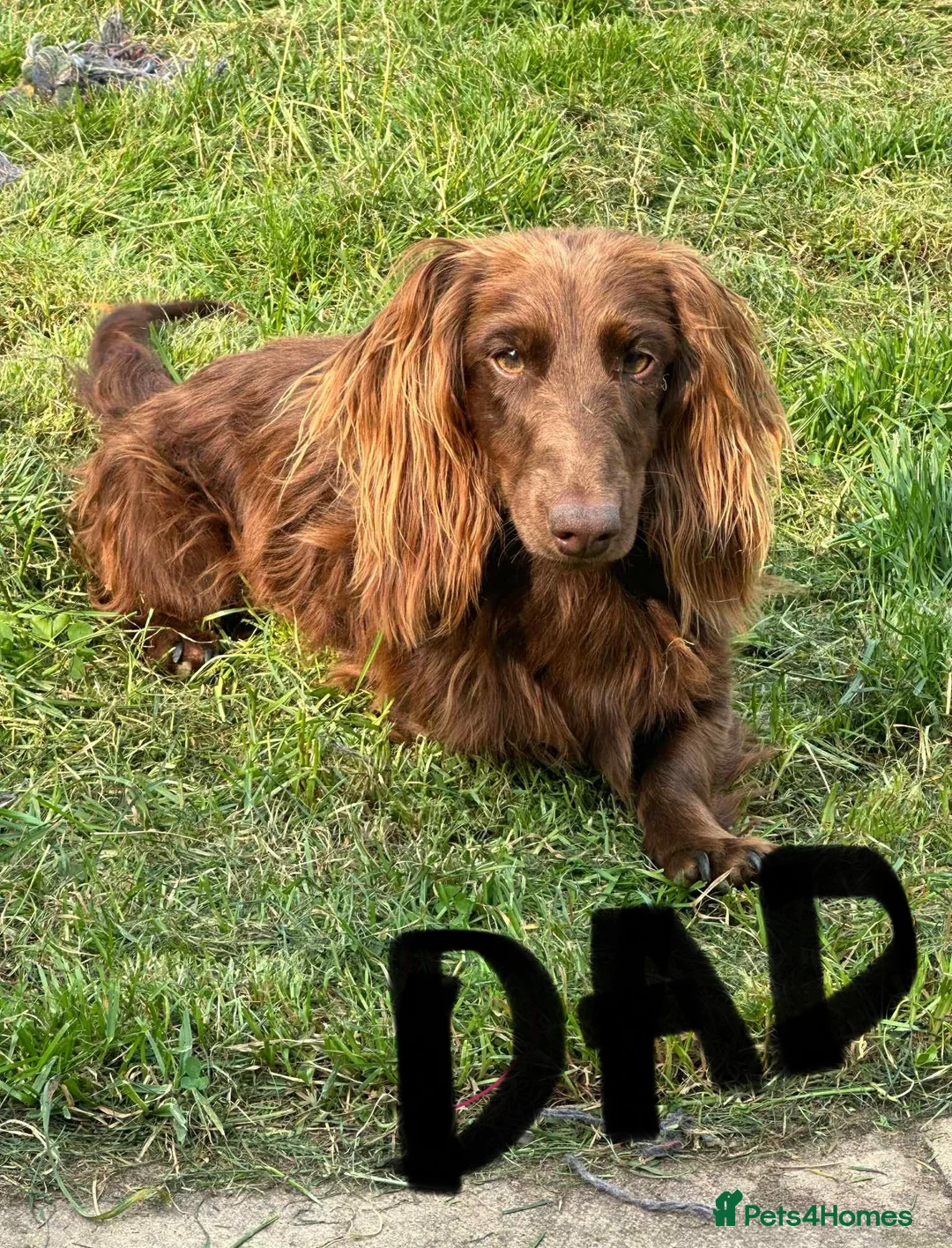 Miniature Dachshund dogs for sale: Mini long hair dachshunds  - Advert 4