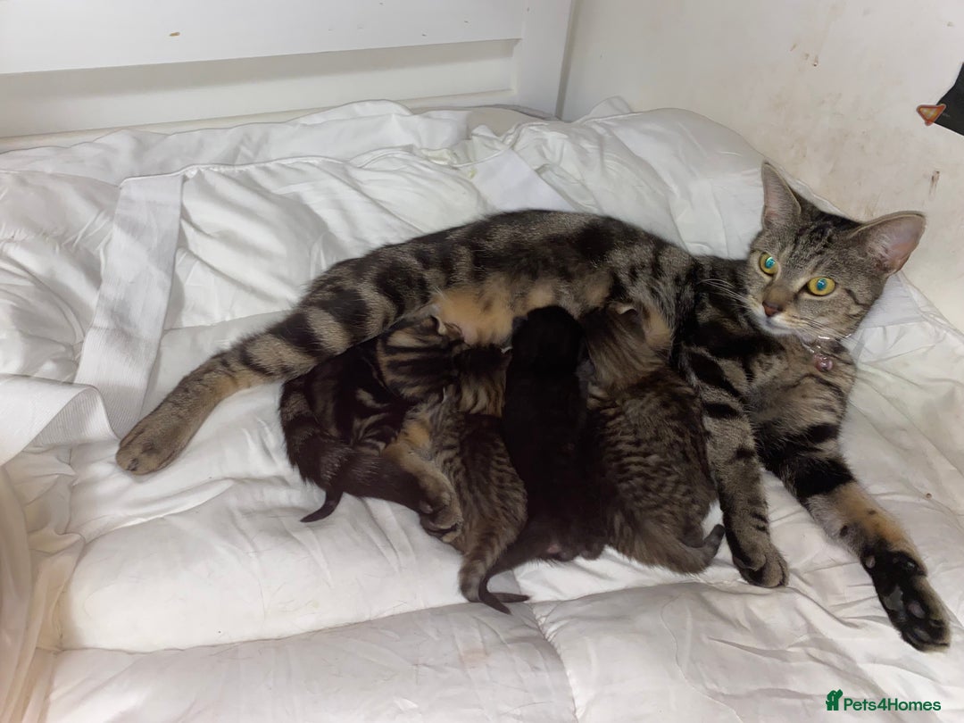 Bengal cats for sale: Litter of five stunning bengal/tabby mix kittens  - Image 22
