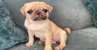 Pug dogs - Advert 11