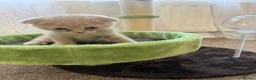 British Shorthair cats for sale: Beautiful British Shorthair & Scottish Fold Kitten in Ripon - Advert 7
