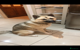 Mixed Breed dogs for stud: Japanese Akita x Husky for stud  - Image 2