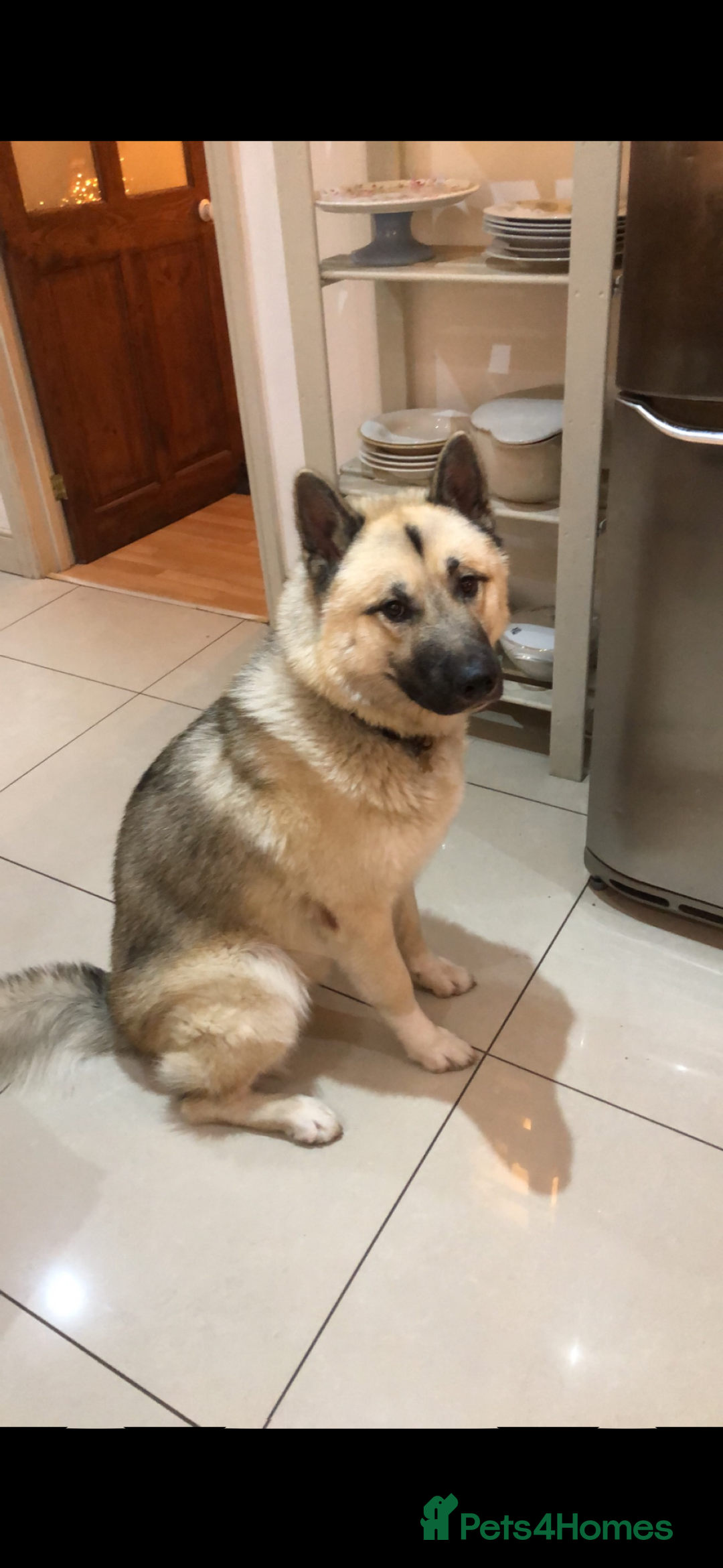 Mixed Breed dogs for stud: Japanese Akita x Husky for stud  - Image 2