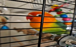 Lovebirds birds for sale: Hand reared lovebird - Image 1